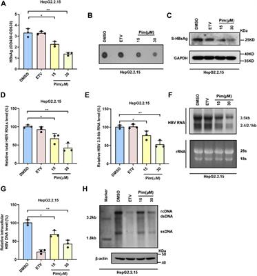 Pimobendan Inhibits HBV Transcription and Replication by Suppressing HBV Promoters Activity